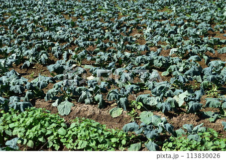 ブロッコリー畑 113830026