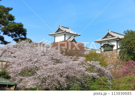 【石川県】晴天の金沢城 石川門と満開の桜 113830085