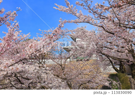 【石川県】晴天の金沢城 石川門と満開の桜 113830090