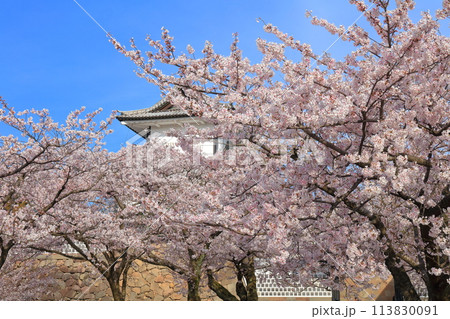【石川県】晴天の金沢城 石川門と満開の桜 113830091