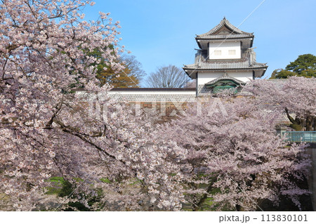 【石川県】晴天の金沢城 石川門と満開の桜 113830101