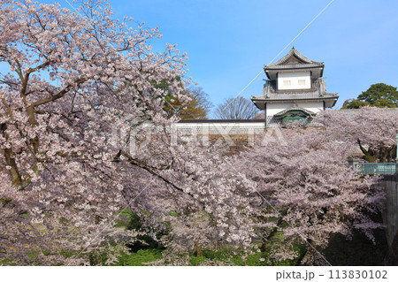 【石川県】晴天の金沢城 石川門と満開の桜 113830102