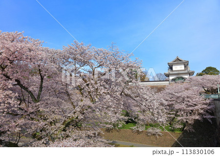 【石川県】晴天の金沢城 石川門と満開の桜 【石川県】晴天の金沢城 石川門と満開の桜 113830106