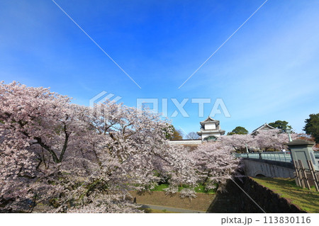 【石川県】晴天の金沢城 石川門と満開の桜 【石川県】晴天の金沢城 石川門と満開の桜 113830116