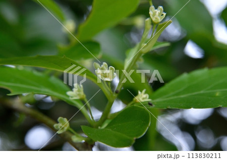 ツルウメモドキの雌花 ツルウメモドキの雌花 113830211
