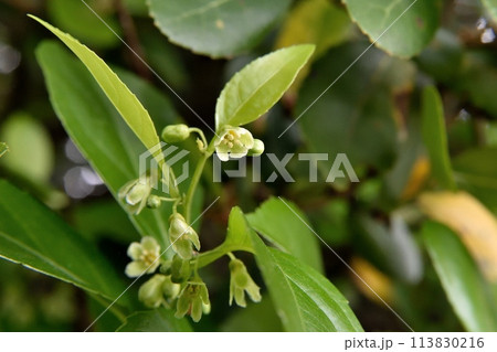 ツルウメモドキの雄花 113830216