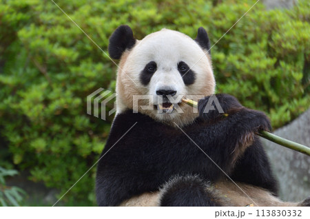 おいしそうに竹を食べる結浜 おいしそうに竹を食べる結浜 113830332
