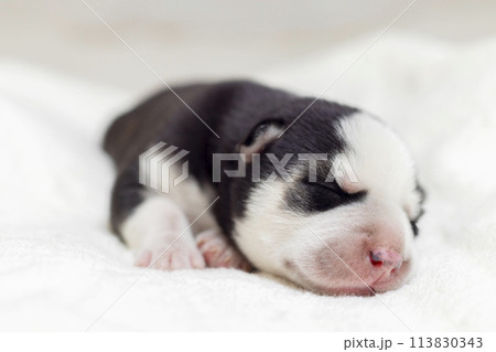 Puppy Sleeping on White Blanket 113830343