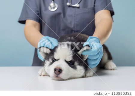 Husky puppy being examined by veterinarian, clinic interior 113830352