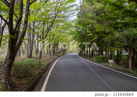 新緑の嶺公園　園内の車道 113830664