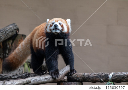 天真爛漫 レッサーパンダ 天真爛漫 レッサーパンダ 113830797