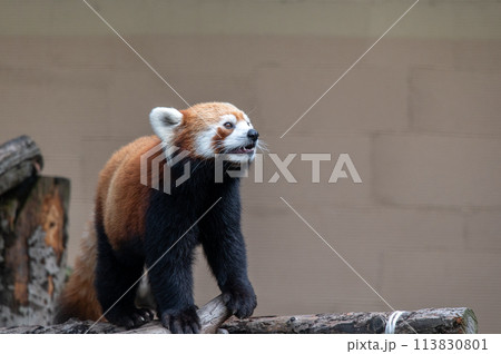 天真爛漫　レッサーパンダ 113830801