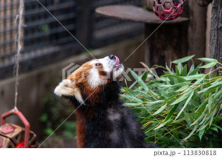 天真爛漫 レッサーパンダ 天真爛漫 レッサーパンダ 113830818