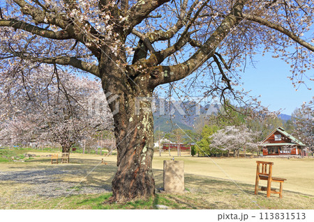 桜咲く春の安曇野ちひろ公園 113831513