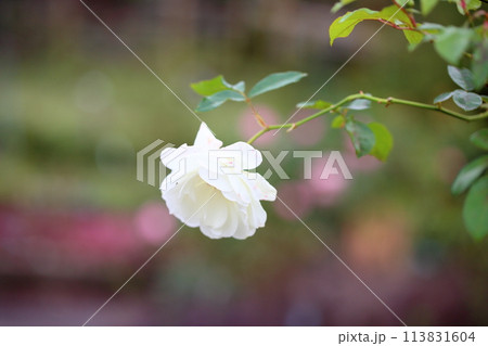 白バラの花　アイスバーグ 113831604