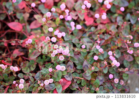 群生 ヒメツルソバの花 群生 ヒメツルソバの花 113831610
