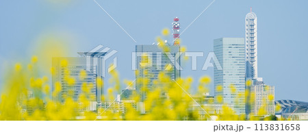 「埼玉県」芝川に咲く菜の花越しに見るさいたま新都心 「埼玉県」芝川に咲く菜の花越しに見るさいたま新都心 113831658