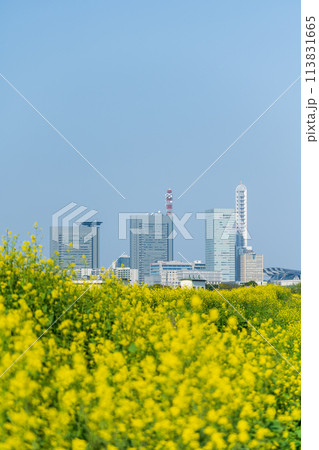 「埼玉県」芝川に咲く菜の花越しに見るさいたま新都心 「埼玉県」芝川に咲く菜の花越しに見るさいたま新都心 113831665