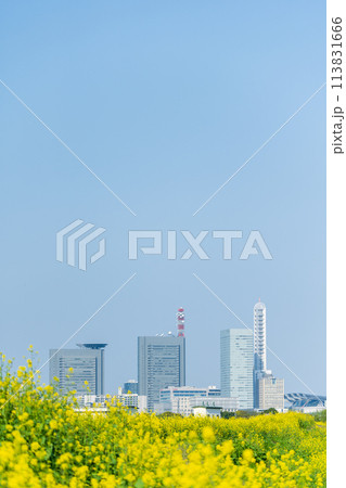 「埼玉県」芝川に咲く菜の花越しに見るさいたま新都心 113831666
