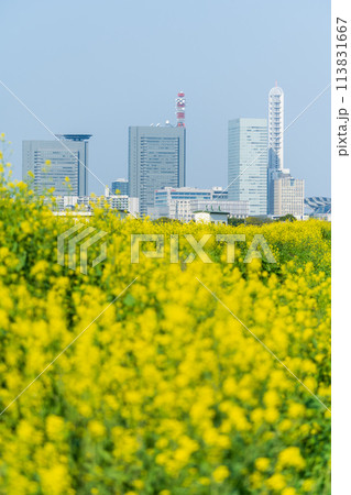 「埼玉県」芝川に咲く菜の花越しに見るさいたま新都心 113831667