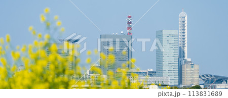 「埼玉県」芝川に咲く菜の花越しに見るさいたま新都心 113831689
