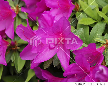 鮮やかなツツジの花 鮮やかなツツジの花 113831694