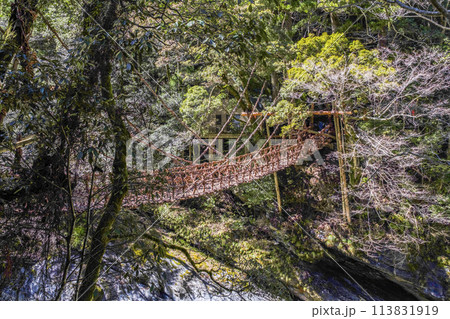 祖谷のかずら橋 祖谷のかずら橋 113831919