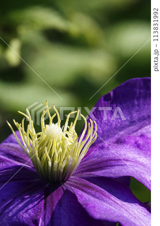 春4月に咲く大輪の紫色のクレマチスの花 春4月に咲く大輪の紫色のクレマチスの花 113831992