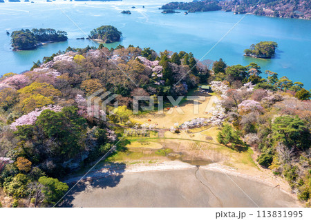 桜が咲く福浦島（宮城県松島町） 113831995