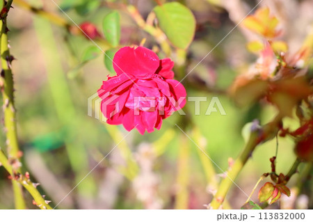 赤バラの花 ユーロピア―ナ 赤バラの花 ユーロピア―ナ 113832000