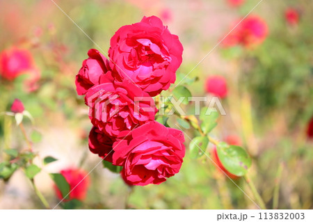 赤バラの花　リリーマルレーン 113832003