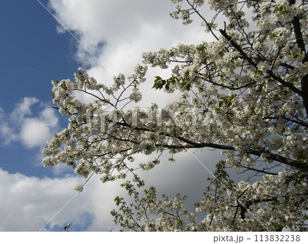 こじま花の会花畑桜並木の満開の桜の花 こじま花の会花畑桜並木の満開の桜の花 113832238