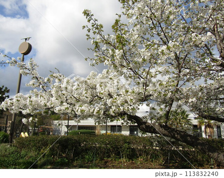こじま花の会花畑桜並木の満開の桜の花 こじま花の会花畑桜並木の満開の桜の花 113832240