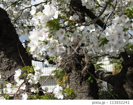 こじま花の会花畑桜並木の満開の桜の花 こじま花の会花畑桜並木の満開の桜の花 113832241