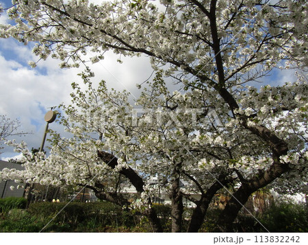 こじま花の会花畑桜並木の満開の桜の花 113832242