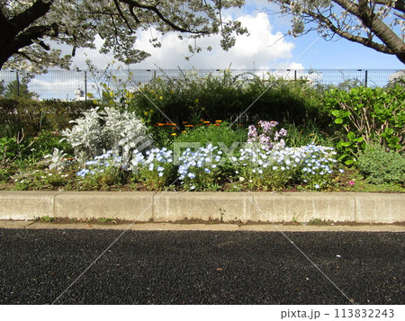 満開の桜の花と空色のネモフイラの花とノースポールの白い花 113832243