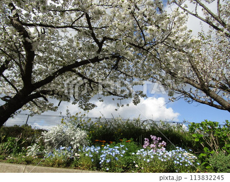 満開の桜の花と空色のネモフイラの花とノースポールの白い花 113832245