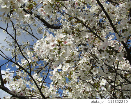 こじま花の会花畑桜並木の満開の桜の花 113832250