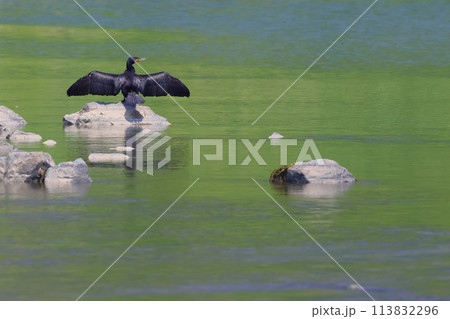 河辺で羽干しするカワウ 113832296