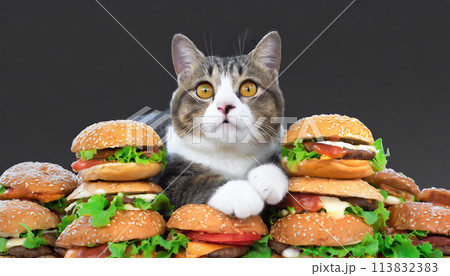 ハンバーガーの山に乗る猫 113832383