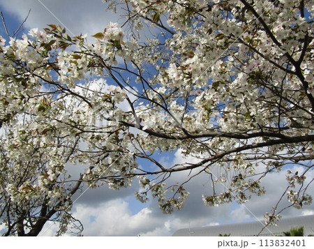 こじま花の会花畑桜並木の満開の桜の花 こじま花の会花畑桜並木の満開の桜の花 113832401