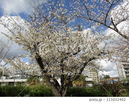 こじま花の会花畑桜並木の満開の桜の花 こじま花の会花畑桜並木の満開の桜の花 113832402