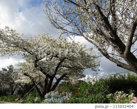 満開の桜の花と空色のネモフイラの花とノースポールの白い花 満開の桜の花と空色のネモフイラの花とノースポールの白い花 113832404