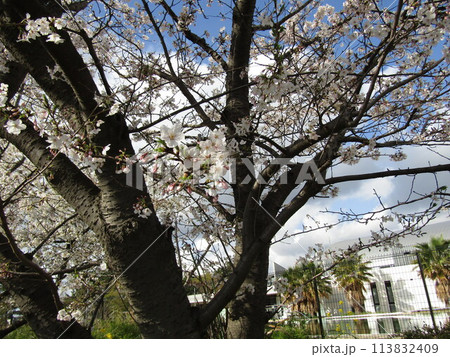 こじま花の会花畑桜並木の満開の桜の花 こじま花の会花畑桜並木の満開の桜の花 113832409