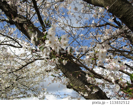 こじま花の会花畑桜並木の満開の桜の花 こじま花の会花畑桜並木の満開の桜の花 113832512