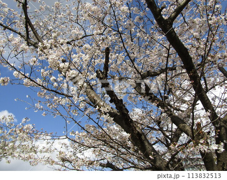 こじま花の会花畑桜並木の満開の桜の花 113832513