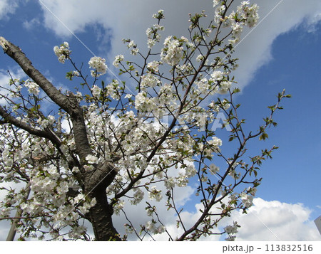こじま花の会花畑桜並木の満開の桜の花 こじま花の会花畑桜並木の満開の桜の花 113832516
