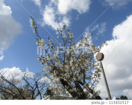 こじま花の会花畑桜並木の満開の桜の花 こじま花の会花畑桜並木の満開の桜の花 113832517