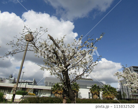こじま花の会花畑桜並木の満開の桜の花 113832520