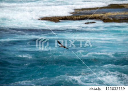 ロットネスト島　岬からの絶景と鳥 113832589
